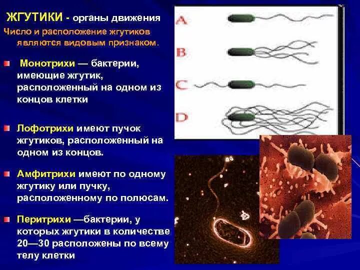 Передвижение бактерий. Жгутики монотрихи. Микроорганизмов микробиология жгутики это. Жгутики бактерий микробиология. Строение и расположение жгутиков у бактерий.