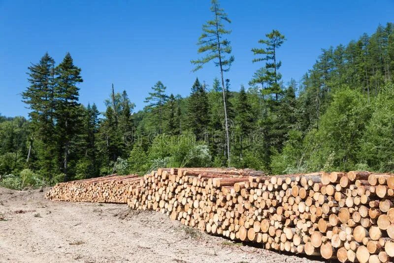 Logging persistent. Штабель в лесу. logging forest.