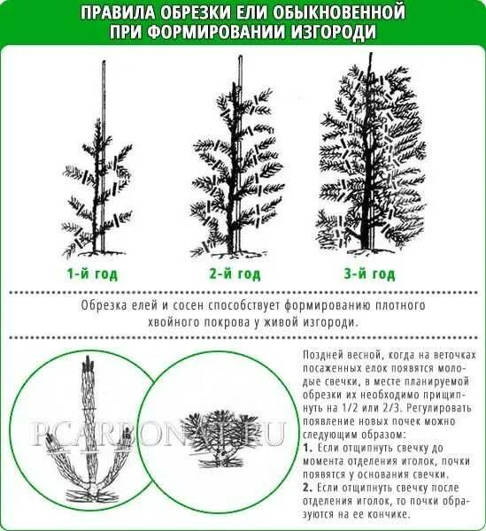 Можно ли обрезать нижние ветки. Ель обыкновенная Живая изгородь схема посадки. Обрезка хвойных ель сосна. Обрезка туи схема. Живая изгородь из ели обыкновенной схема посадки.