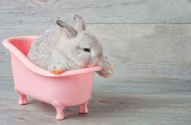 Можно ли мыть кролика декоративного. Кролик в тазике. Купание кролика декоративного. Кролик моется. Кролик купается.