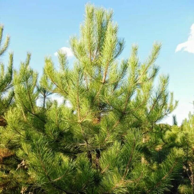 Сосна Палласа сосна Крымская. Сосна Крымская (Палласа) Pinus pallasiana. Сосна Крымская (Pinus pallasiana d.don.). Сосна Крымская (Палласа, черная). Сосна крымская купить