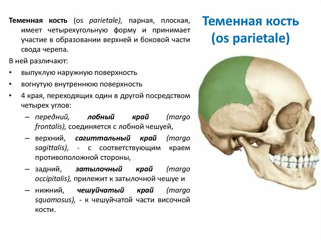 Височная теменная кость. Теменная кость черепа строение. Теменные кости черепа анатомия. Теменная часть черепа анатомия. Верхняя височная линия теменной кости.