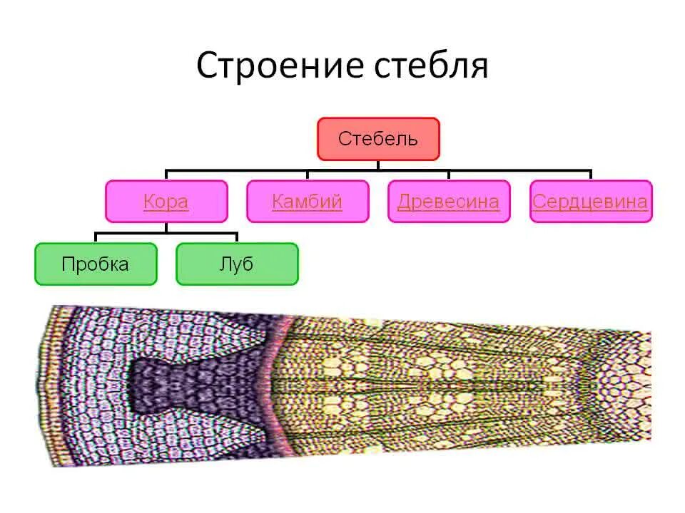 Клеточное строение травянистого стебля. Внутреннее строение стебля 5 класс биология. Внутреннее строение стебля древесина. Стебель внутреннее строение стебля.