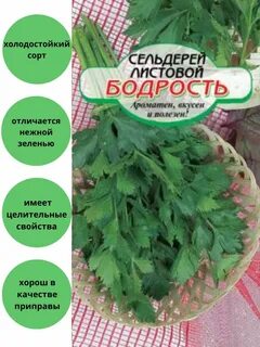 Сельдерей бодрость листовой