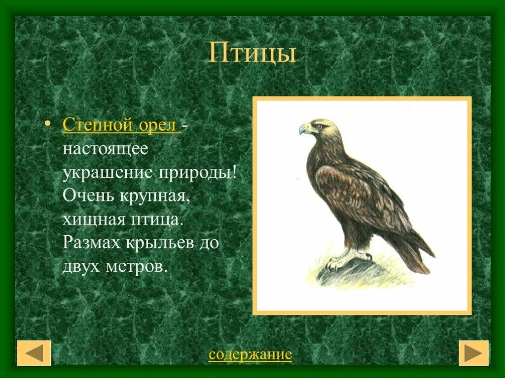 Орел птица сообщение. Степной Орел размах крыльев. Описание орла. Информация о Орле. Сведения про орла.