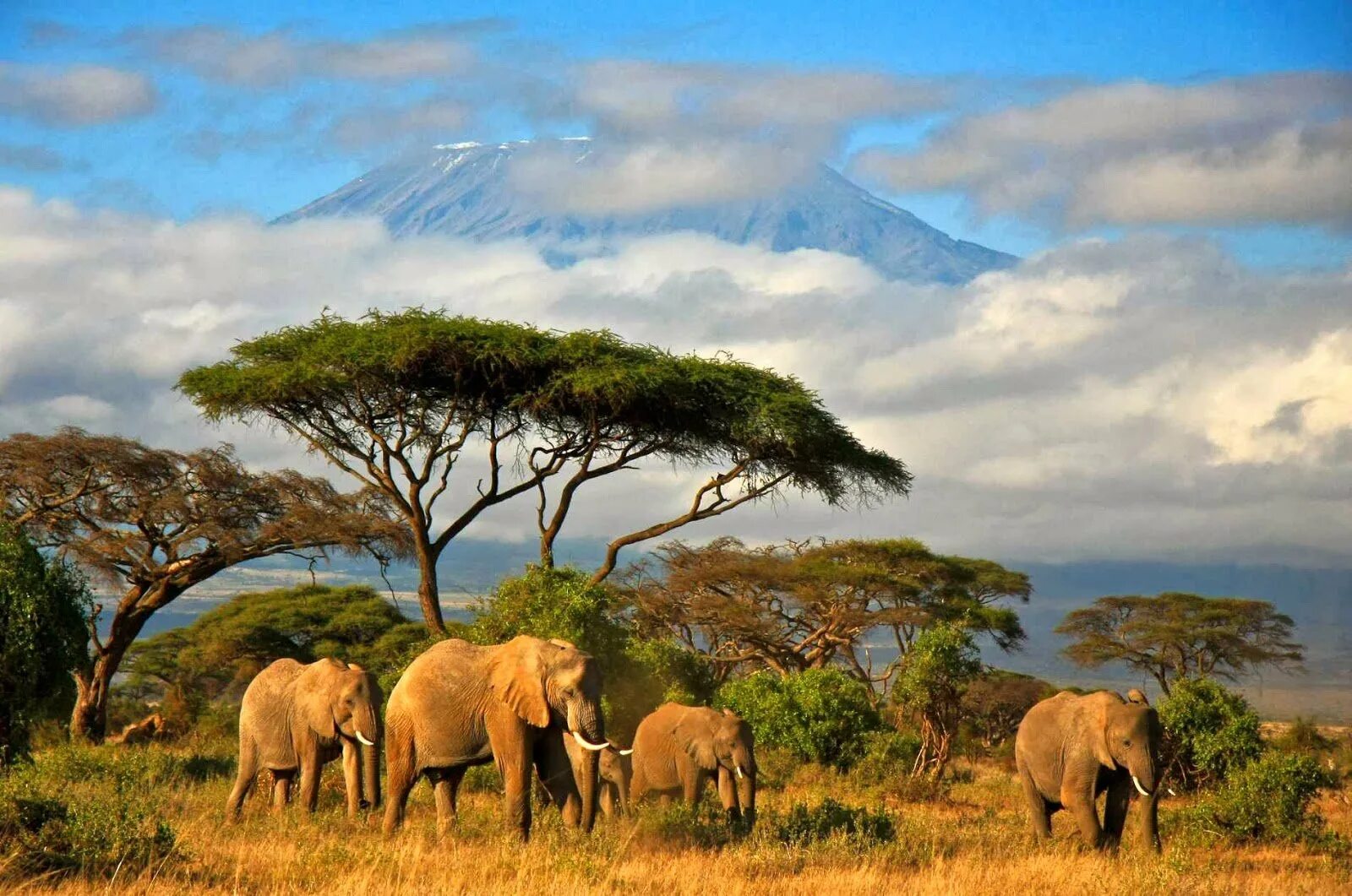 Красивая страна африки. Танзания сафари Килиманджаро. Национальный парк Килиманджаро в Африке. Национальный парк Килиманджаро в Танзании. Саванна Килиманджаро.
