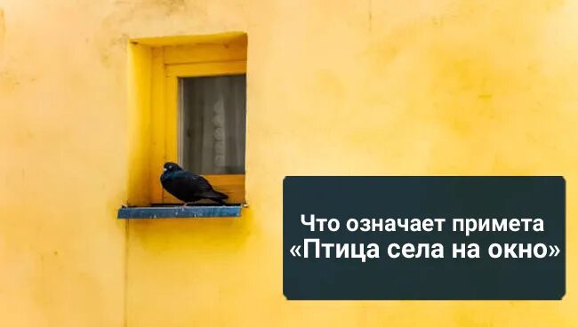 Птица села на окно примета. Птица села на окно. Птица стучится в окно примета. Прилетела птица на окно примета.