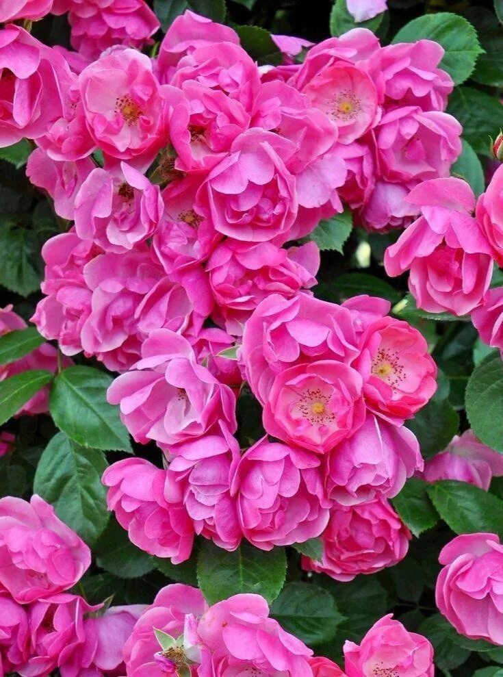 Angela Flowers, Rose, Garden