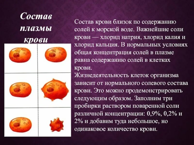 Эритроциты в солевом растворе. Изотоническая дегидратация. Известно что концентрация солей в плазме. Эритроциты в растворе поваренной соли. Известно что концентрация солей в плазме.