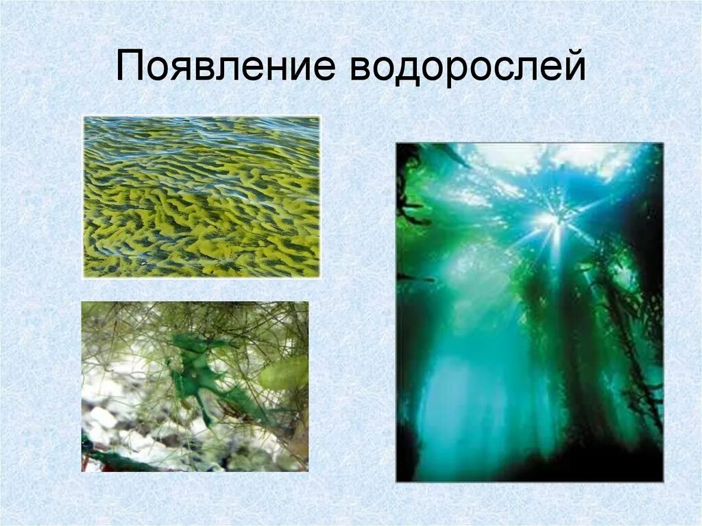 Появление первых водорослей