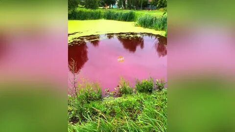 Красное болото