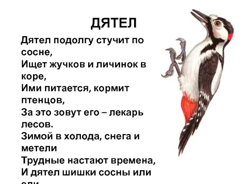 Пестрый дятел составить предложение. Дятел. Дятел полезная птица. Дятел стучит. Дятел стучит по дереву.