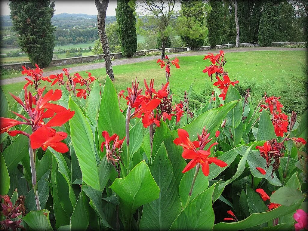 Цветок канны фото описание. Канна индийская. Канны цветы. Canna Indica цветок. Канна Лиственная.