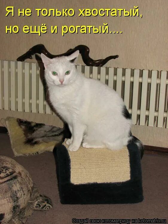 охотиться за мышой. охотиться за мышой. и пойдем мы за мышой. охотиться за мышой. охотиться за мышой.