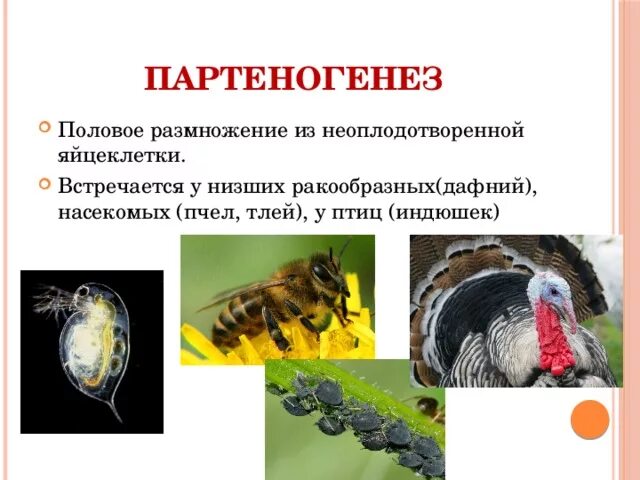 Половое размножение партеногенез. Оплодотворение партеногенез. Партеногенетическое размножение. Партеногенез характерен для.