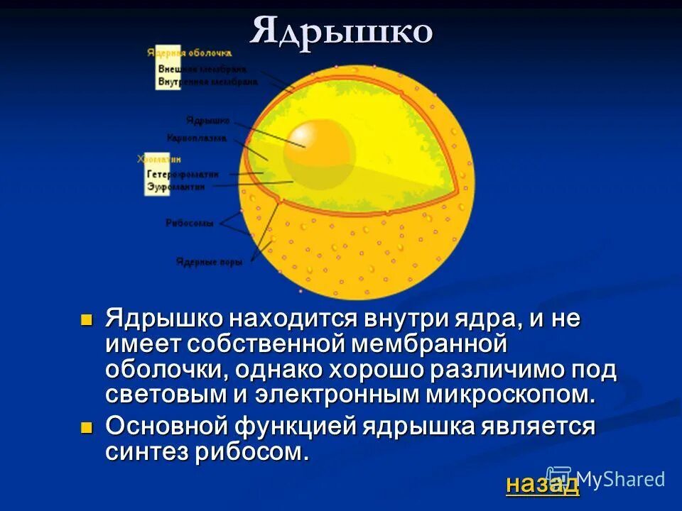 Назовите состав ядра