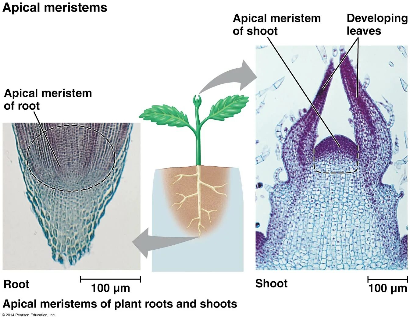 Верхушечная апикальная меристема. Верхушечная меристема ткань. Апикальная меристема побега. Апикальная меристема побега и корня. Меристема рост в длину