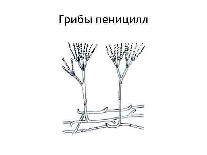 Строение и значение пеницилла. Строение плесневого гриба пеницилла. пенициллин строение гриба. пенициллиум строение рисунок. строение пенициллина.