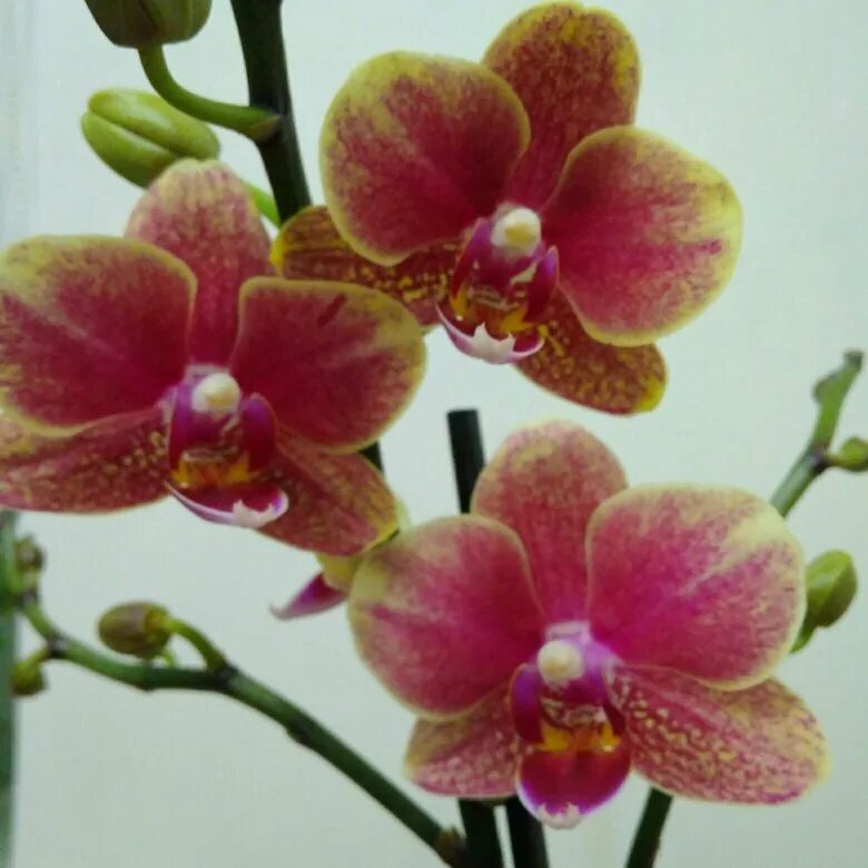 Орхидея Phalaenopsis Savion, multiflora