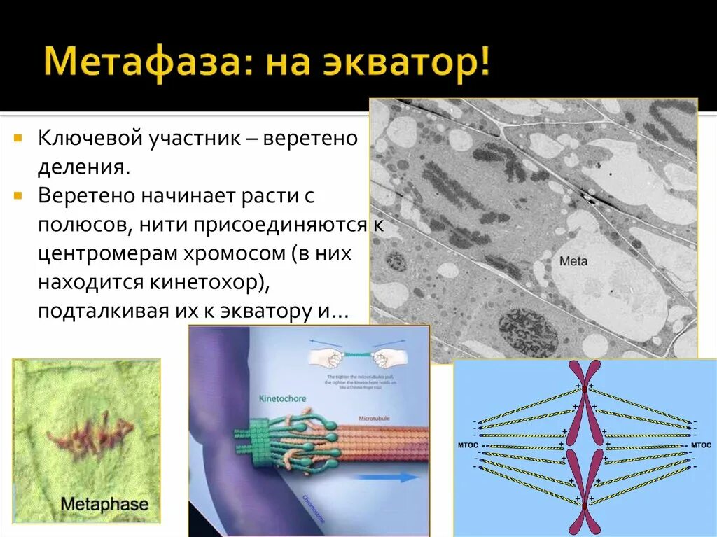 Расхождение центриолей с образованием веретена деления