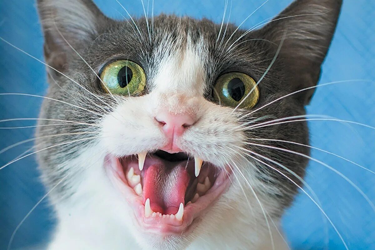 Кот с открытым ртом мем. Гифка кот открывает рот. Кот с открытым ртом мем. Мемный котик с открытым ртом. Кот с круглым ртом.