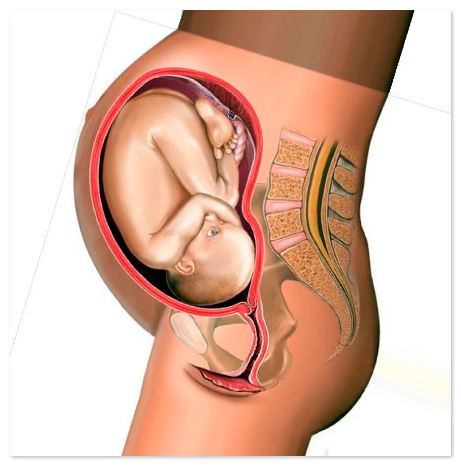 Ребёнок на 32 неделе беременности в утробе. Ребёнок в 32 недели беременности в животе. Ребенок в утробе на 33 неделе беременности. Расположение плода на 32 неделе беременности. Матка на 35 неделе беременности