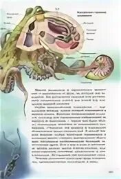 Строение осьминога. Строение головного мозга осьминога. Строение осьминога для детей. Чернила головоногих