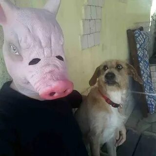 Смешные собаки до слез