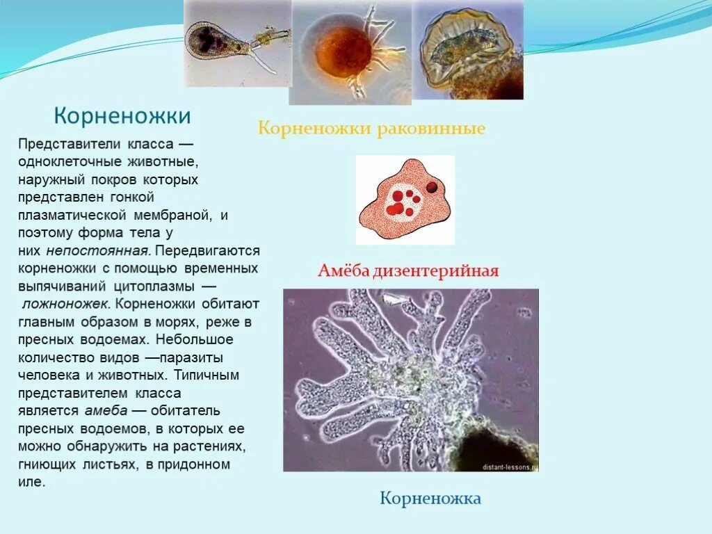 Общая характеристика одноклеточных корненожки конспект. Общая характеристика одноклеточных корненожки конспект. Общая характеристика одноклеточных корненожки конспект. Саркодовые корненожки. Корненожки общая характеристика класс представители.