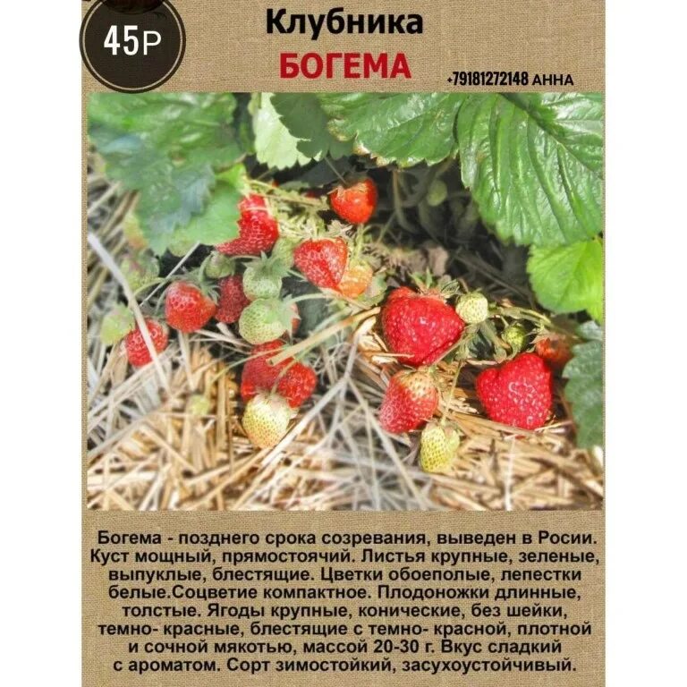 Сорт богема. Земляника богема. сорт богема клубника. богема клубника описание. клубника богема описание сорта.