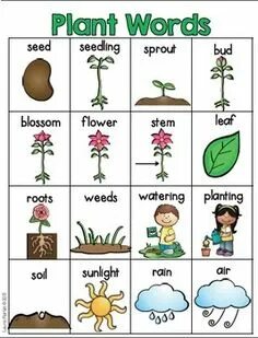 Plants vocabulary