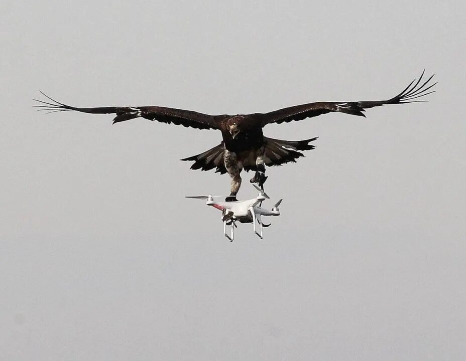 Беспилотник над орлом. Дрон-гибрид. Подоляка юрий последний выпуск сегодня 4. Бпла байрактар. Бпла shahid 136.