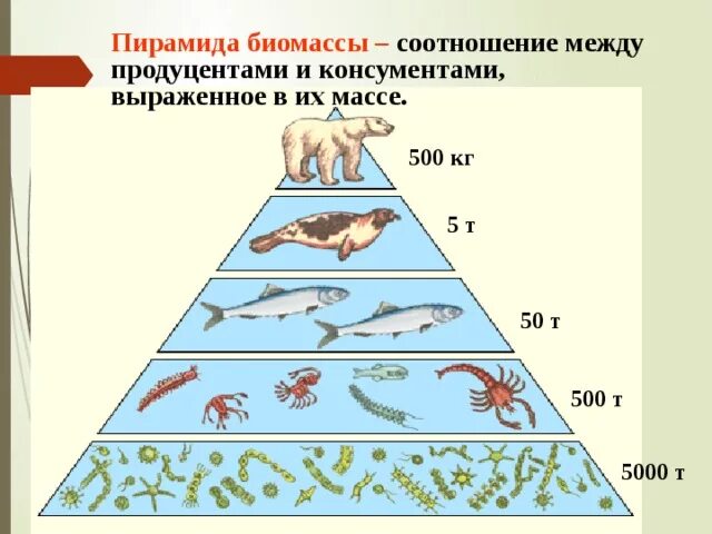 Соотношение продуцентов и консументов