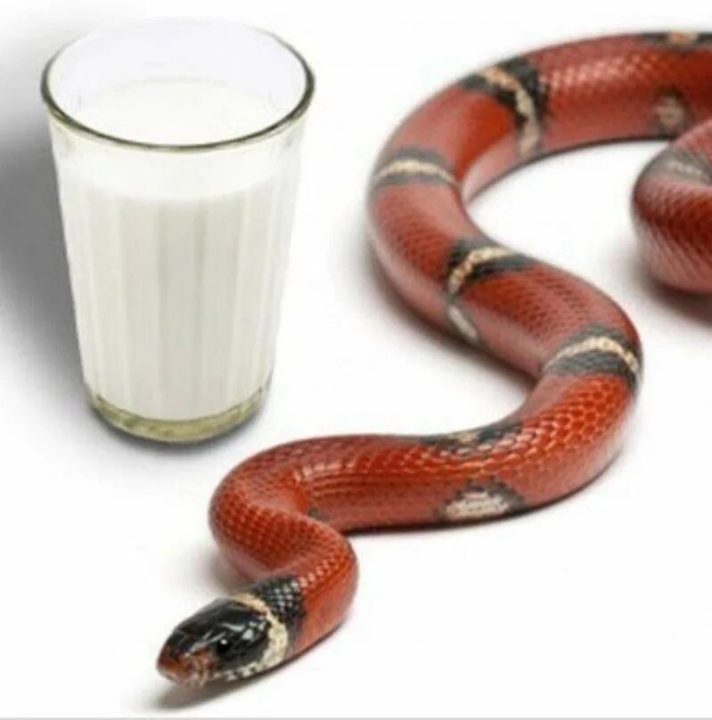 Пьют ли змеи. Молочные змеи. Змеиное молоко. Молочка змея.