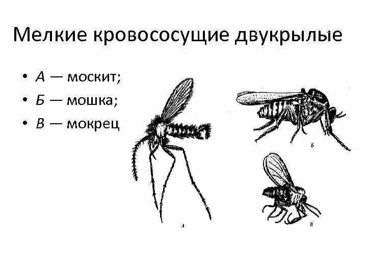 Отряд двукрылые тип членистоногие род. Слепни, комары , мошки,мокрецы, москиты. мокрецы двукрылые. москиты мошки мокрецы. мошка гнус строение.