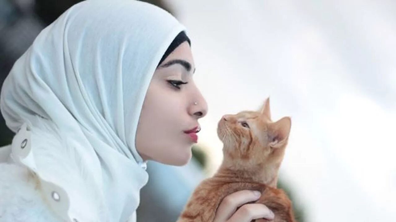 Кошка султана. Муизза. Мусульманский кот. Мусульманка и животные. Мусульманка с котом.