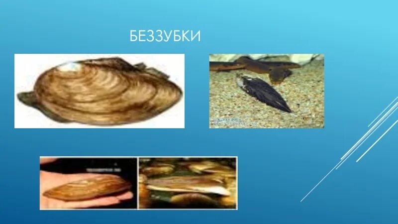 Беззубка окунь и щука. Беззубка среда обитания. перловица среда обитания. беззубка ареал обитания. беззубка хищник или нет.