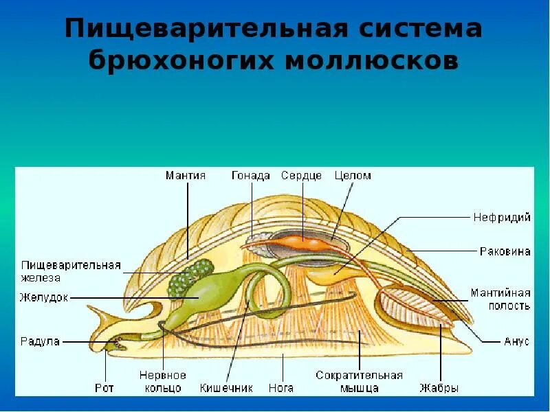 Какие органы дыхания характерны для наземных моллюсков. Отделы пищеварительной системы моллюсков. Тип моллюски класс брюхоногие системы органов. Строение органов пищеварения моллюсков. Пищеварительные железы брюхоногих моллюсков это.