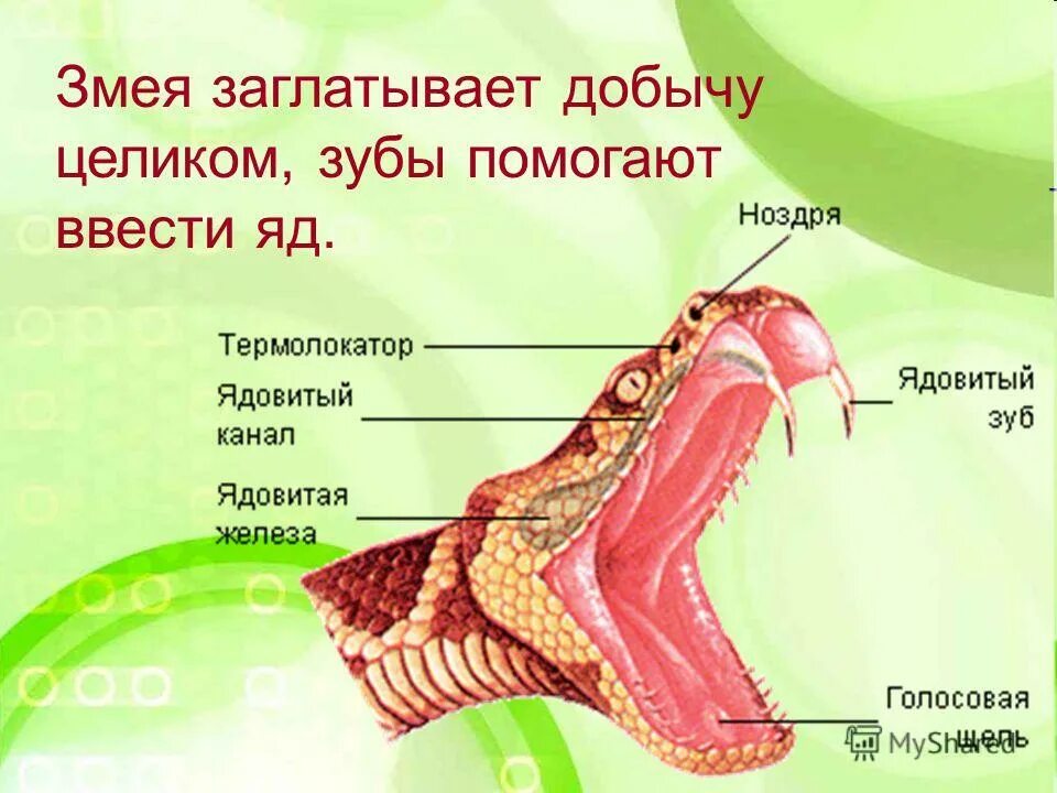 питон проглотил антилопу. свою добычу заглатывают целиком. змея заглатывает добычу. свою добычу заглатывают целиком. питон анаконда змея ест.