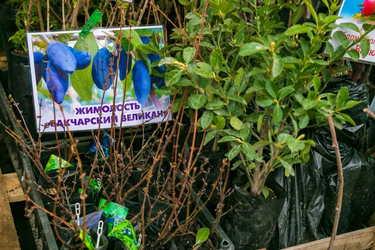 Куда посадить жимолость на садовом участке. Жимолость на даче. жимолость съедобная посадка. однолетний саженец жимолости. посадка жимолости на участке.