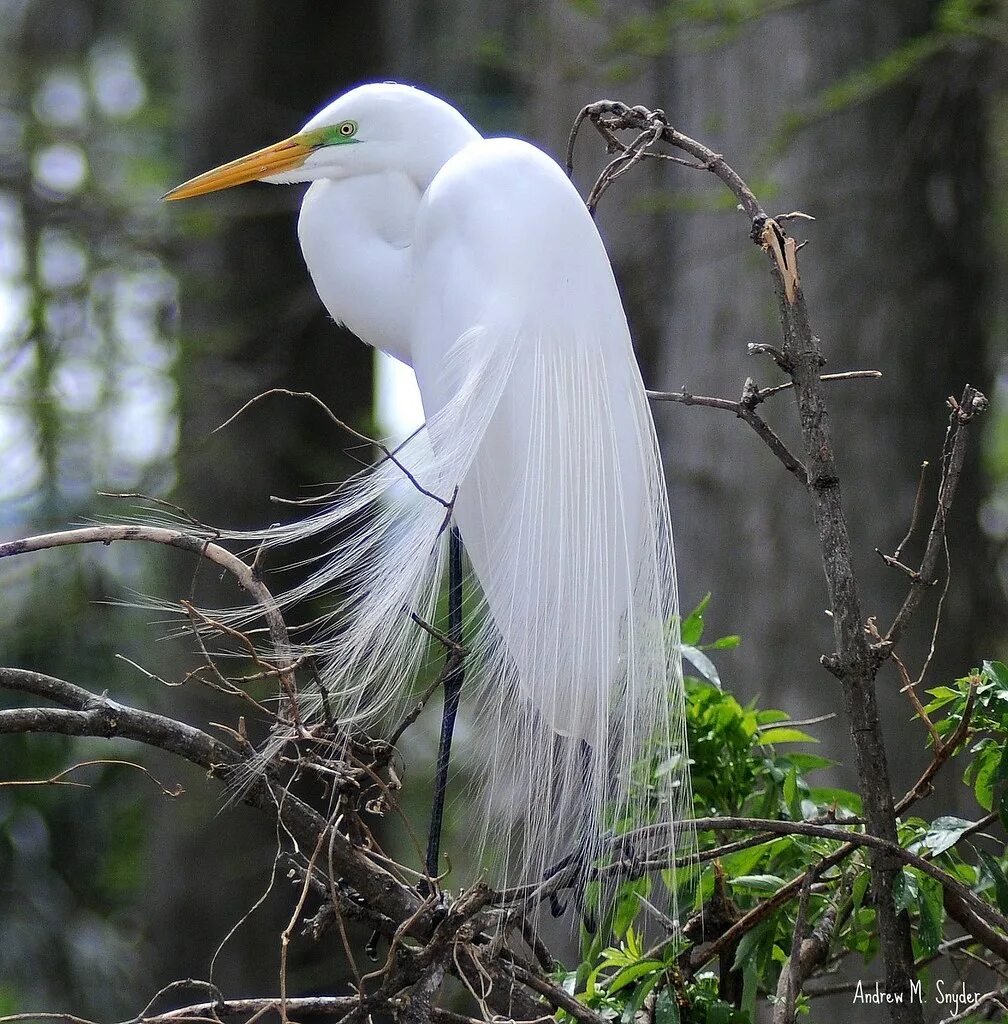 Крупная цапля. Большая белая цапля (ardea alba). хохлатая цапля. большая белая цапля (лат. ardea alba). белая хохлатая цапля.