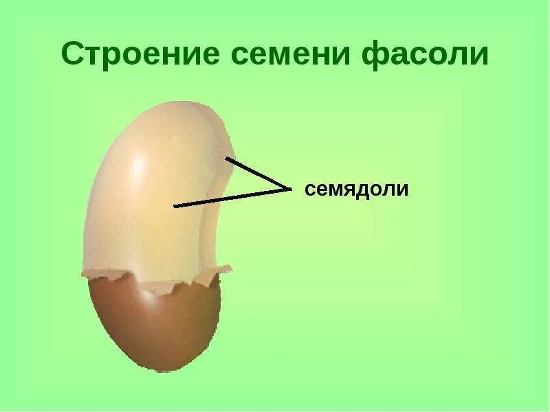 Семя внешнее и внутреннее строение. Строение семени фасоли. Внешнее строение семени. Внутреннее строение семени фасоли. Внешнее и внутреннее строение строения семени.