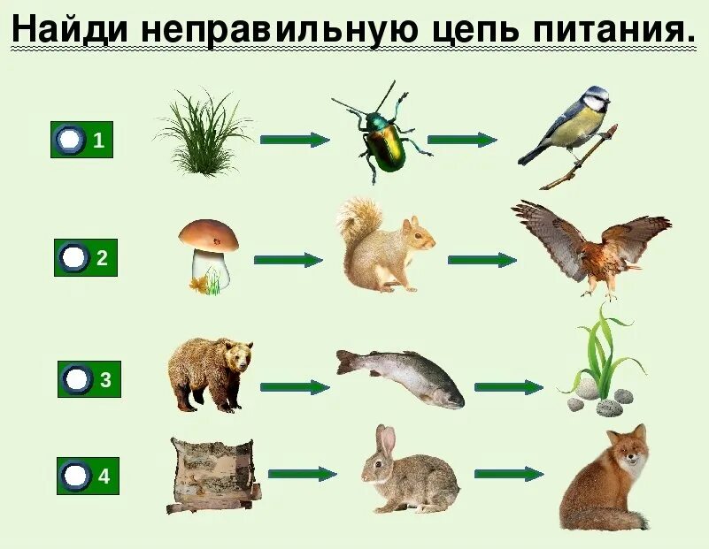 Цепь питания из трех звеньев. Цепочка питания биология 5. 2 Цепочки питания животных. Цепь питания в лесу 3 класс окружающий мир. 4 Цепочки питания животных.