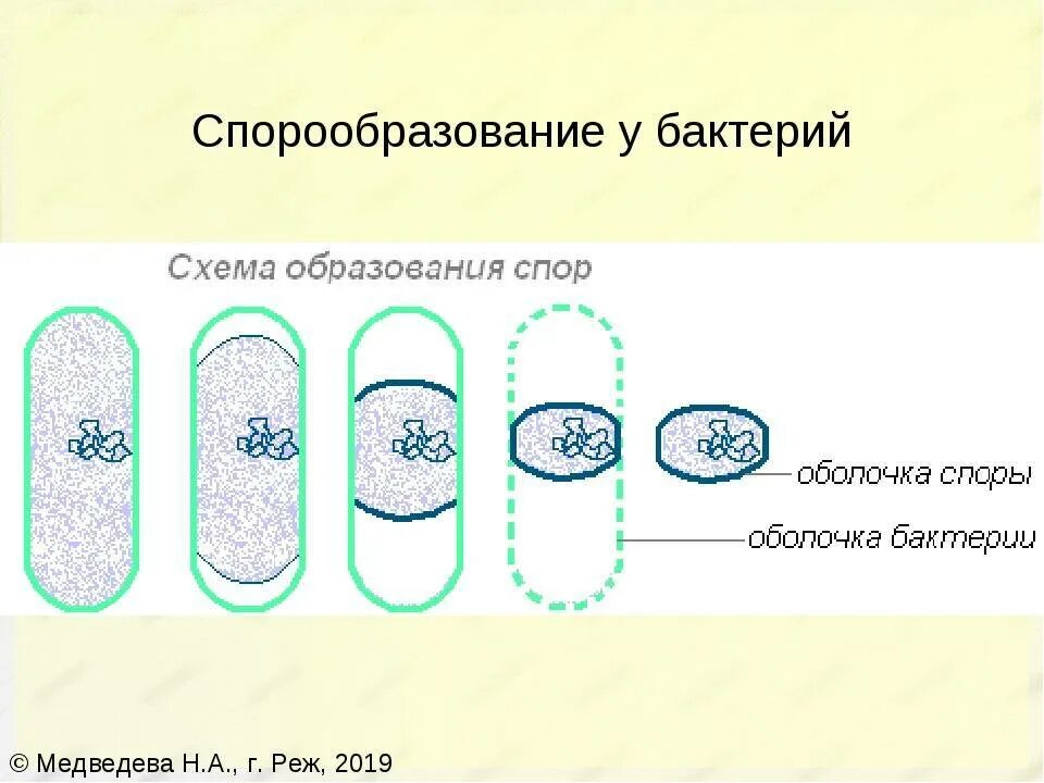 Какие функции спор у бактерий кратко. Схема спорообразования у бактерий микробиология. Образование спор у бактерий 5 класс биология. Спорообразование бактерий схема. Схема споры бактерии.