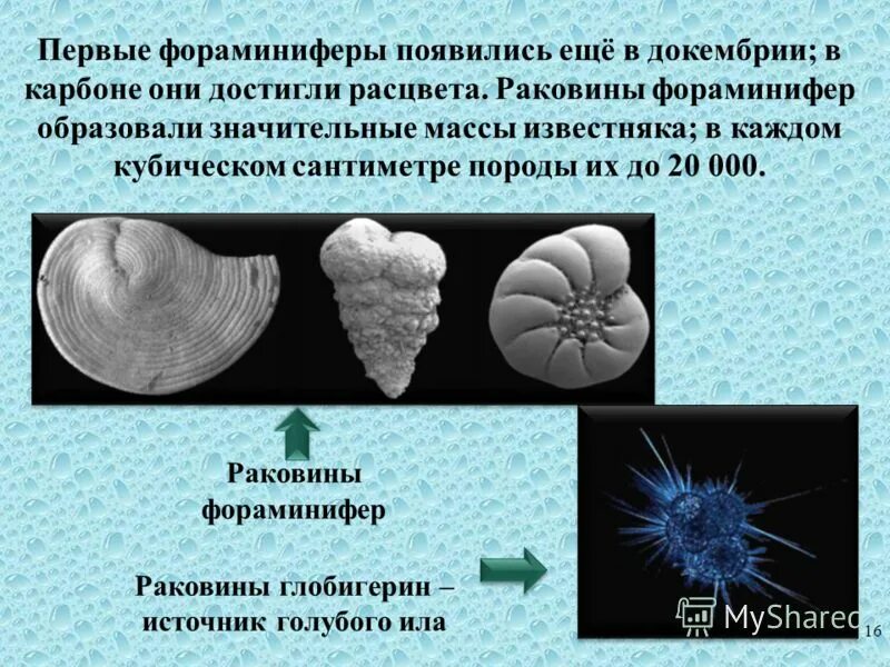 раковинные корненожки представители. фораминифера к какой группе относится. фораминиферы мелового периода. раковины фораминифер спираль. раковины фораминифер спираль.