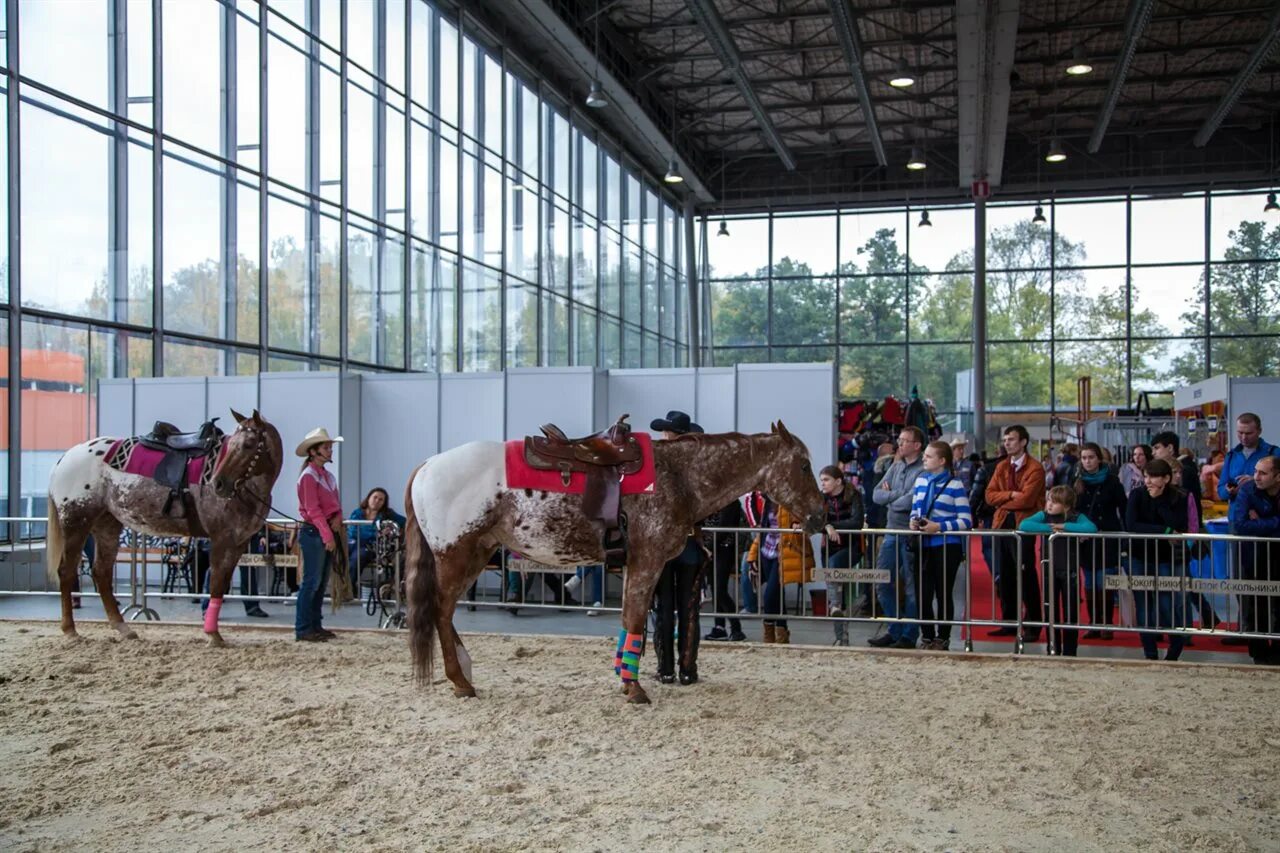 Выставка лошадей в минске на даумана