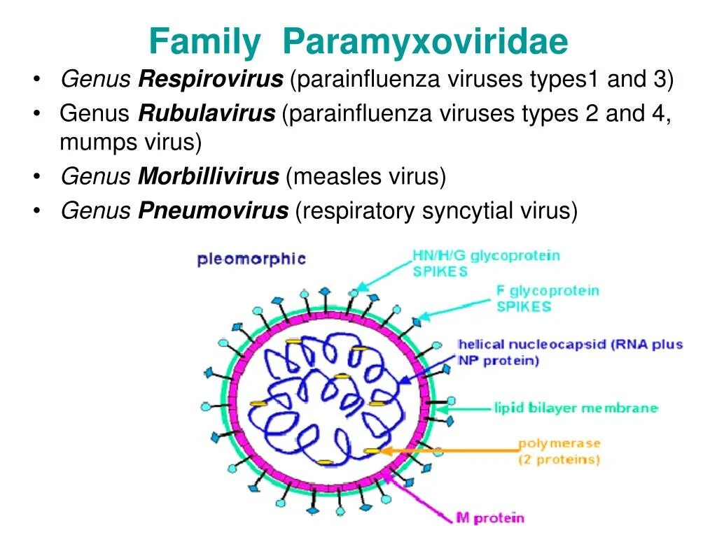 Вирус семейства Paramyxoviridae, рода paramyxovirus. Парамиксовирус РНК. Mumps Rubulavirus. Respiratory virus