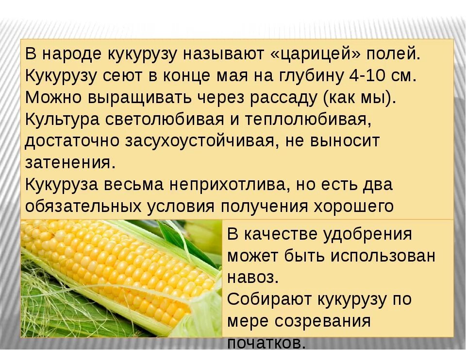 Кукуруза доклад. Сообщение о кукурузе. Кукуруза культурное растение. Кукуруза краткая информация. Кукуруза с какого возраста можно давать