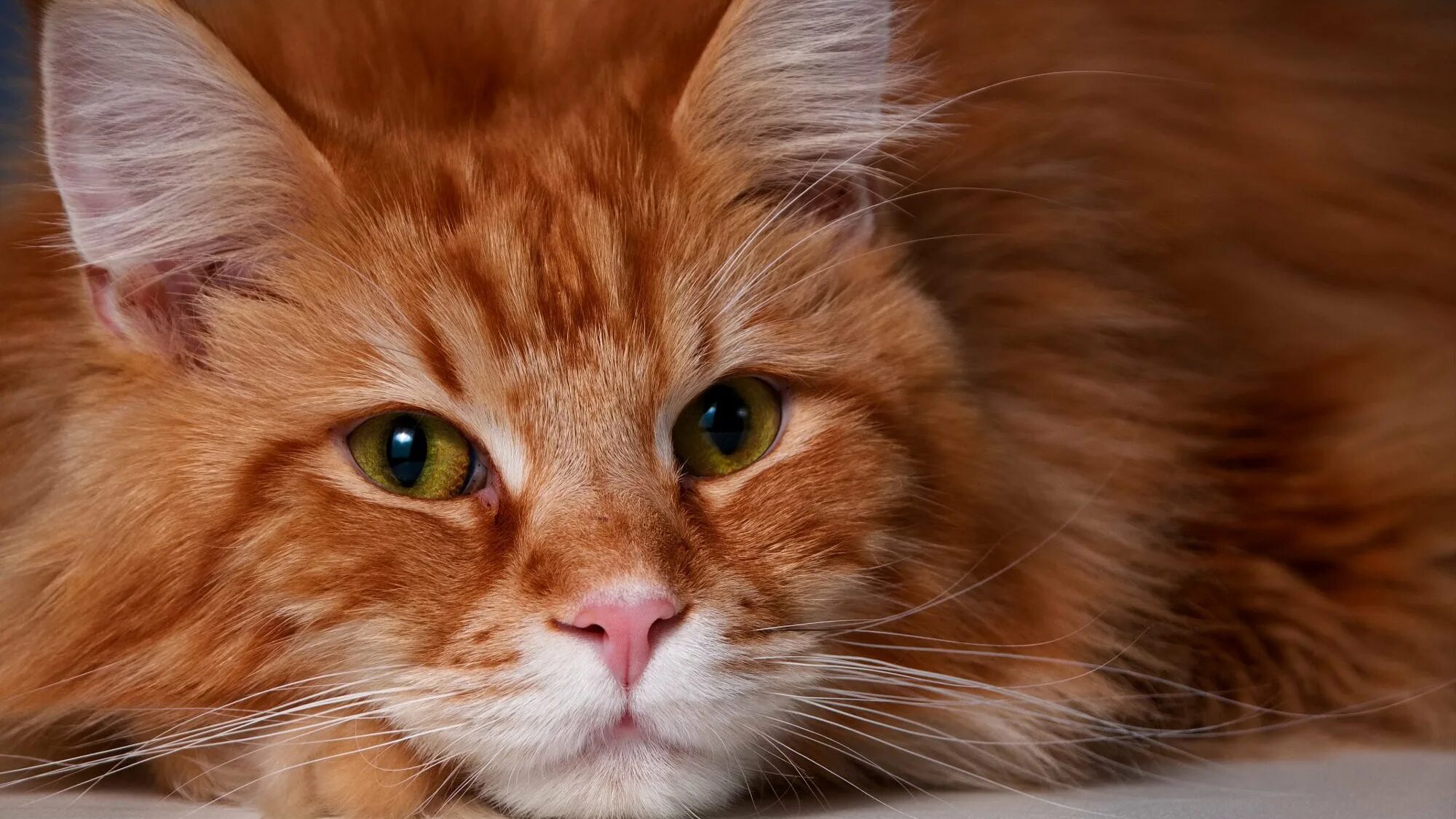 Говорите рыжего кота. Рыжий кот Мейн кун. Сибирский Мейн кун рыжий. Европейская длинношерстная кошка рыжая. Рыжая кошка Мейн кун.