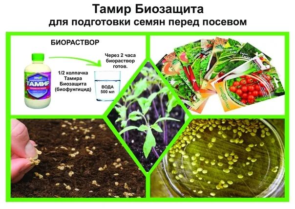 Чем обработать землю перед посевом семян. Обработка семян перед посевом. способы обработки семян перед посевом. препараты для обработки семян перед посевом. биозащита растений.